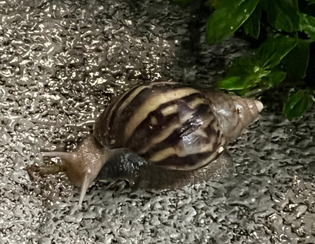 巨大カタツムリ！